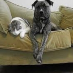 Tough Economy Can Hurt Pets Too