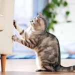 7 Tips to Stop Your Cat From Scratching Furniture