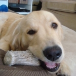 Natural Chews for Dogs; the Perfect Replacement for Man-Made