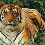 Pennsylvania Deliberates Strict Exotic Pet Laws