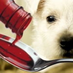 Salmonella Causes Massive Pet Food Recall 
