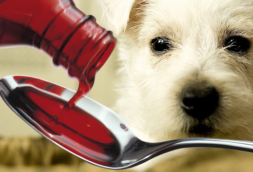 Salmonella Causes Massive Pet Food Recall