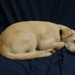 Preserving Pets After They Pass On is Becoming Popular