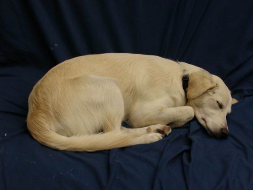 Preserving Pets After They Pass On is Becoming Popular