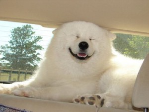 Dog Smiling