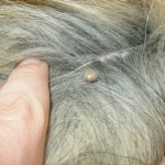How to Properly Remove Ticks From Your Pets