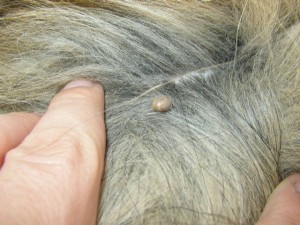 Tick Removal