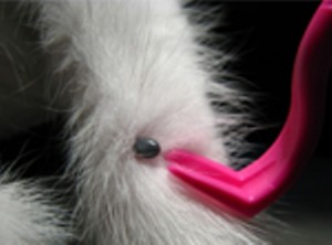 Tick Removal Tool