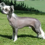 Top 18 Most Unique Dog Names