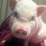 Pig Gets a Day in Court