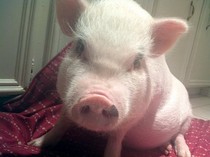 Pig Gets a Day in Court