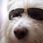 Protect Your Pets This Summer