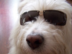 Dog Sunglasses