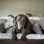 Pets are Welcome Sleeping Companions