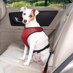 New Laws for Pets in Cars