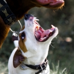 Why Pets Need Rabies Vaccinations