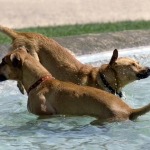 Summer Presents Challenges for Pet Owners