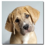 Study Reveals Pets May Feel Your Pain