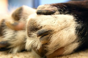 Dog Paw