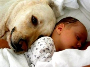 Dog with Baby