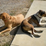 6 Ways to Prevent Dog Sunburn