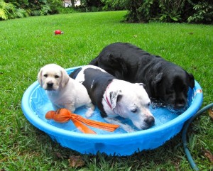 Keep Pets Cool