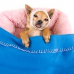 Wrong Size Treats and Toys Could be Fatal 