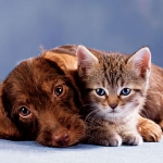 What Does Our Choice of Pets Say About Us