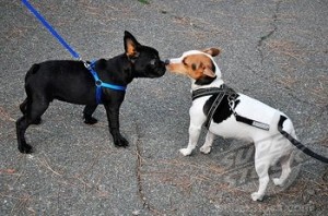 Dogs Sniffing