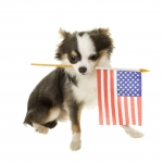 Keep Pets Safe on July 4th