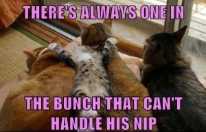 Catnip