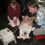 More Veterinarians Making House Calls