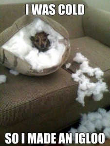 Igloo