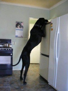 Tall Dog