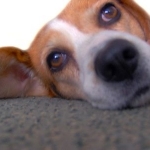 How to Create a Pet Friendly Home