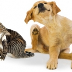 Parasite Facts Every Pet Owner Should Know About