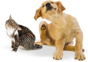 Dog and Cat