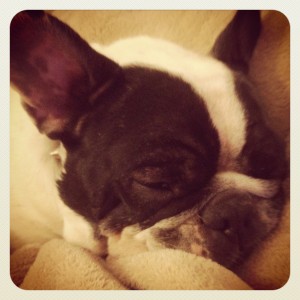 In Home Dog Boarding