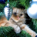 Protecting Your Pet During The Holidays