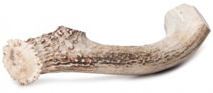 Deer Antlers for Dogs