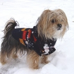 Morton Salt Launches “Best in Snow” Pet Show Contest to Promote Using Pet Safe Ice Melt