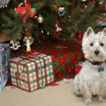 Unique Holiday Gifts for Dogs and Cats