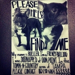 French Bulldog Stolen at Gunpoint Returned to Owner