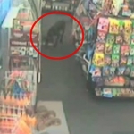 Shoplifting Dog and Lion Dog Go Viral