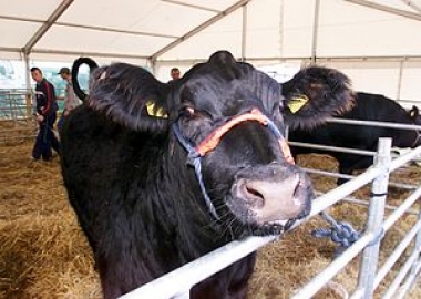 livestock abuse