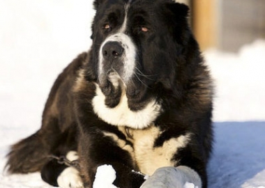 dog laying in snow