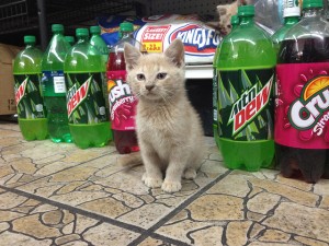 nyc bodega cats