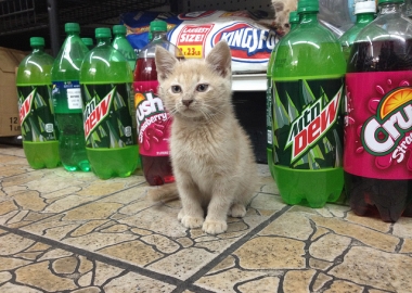 nyc bodega cats