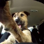 Driving Dogs Are Taking Over the World