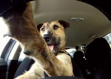 dog driving car